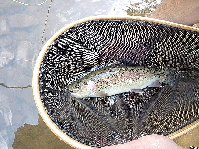 Close up of Gary's fish.JPG